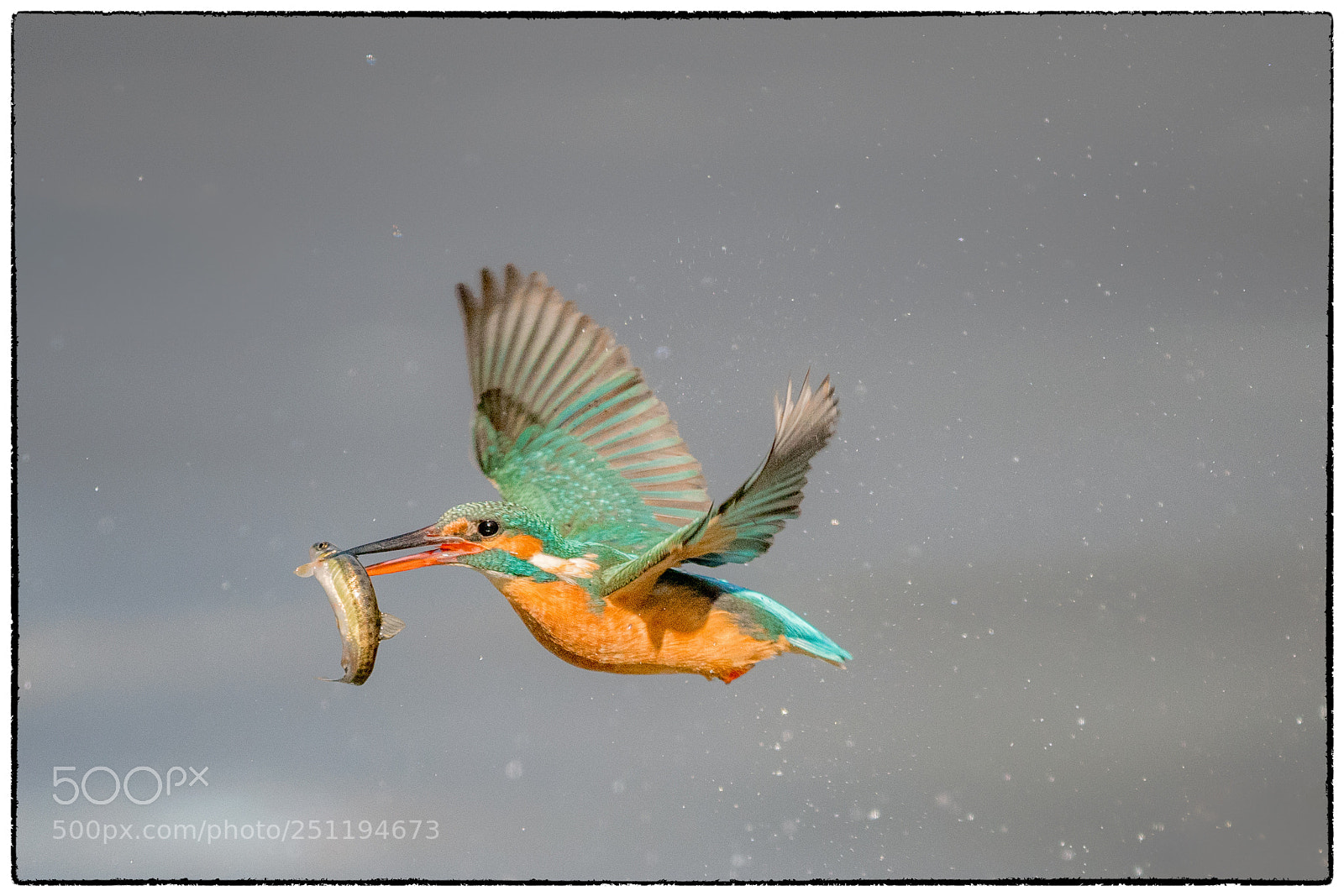 Sony a7R II sample photo. Kingfisher 087 photography