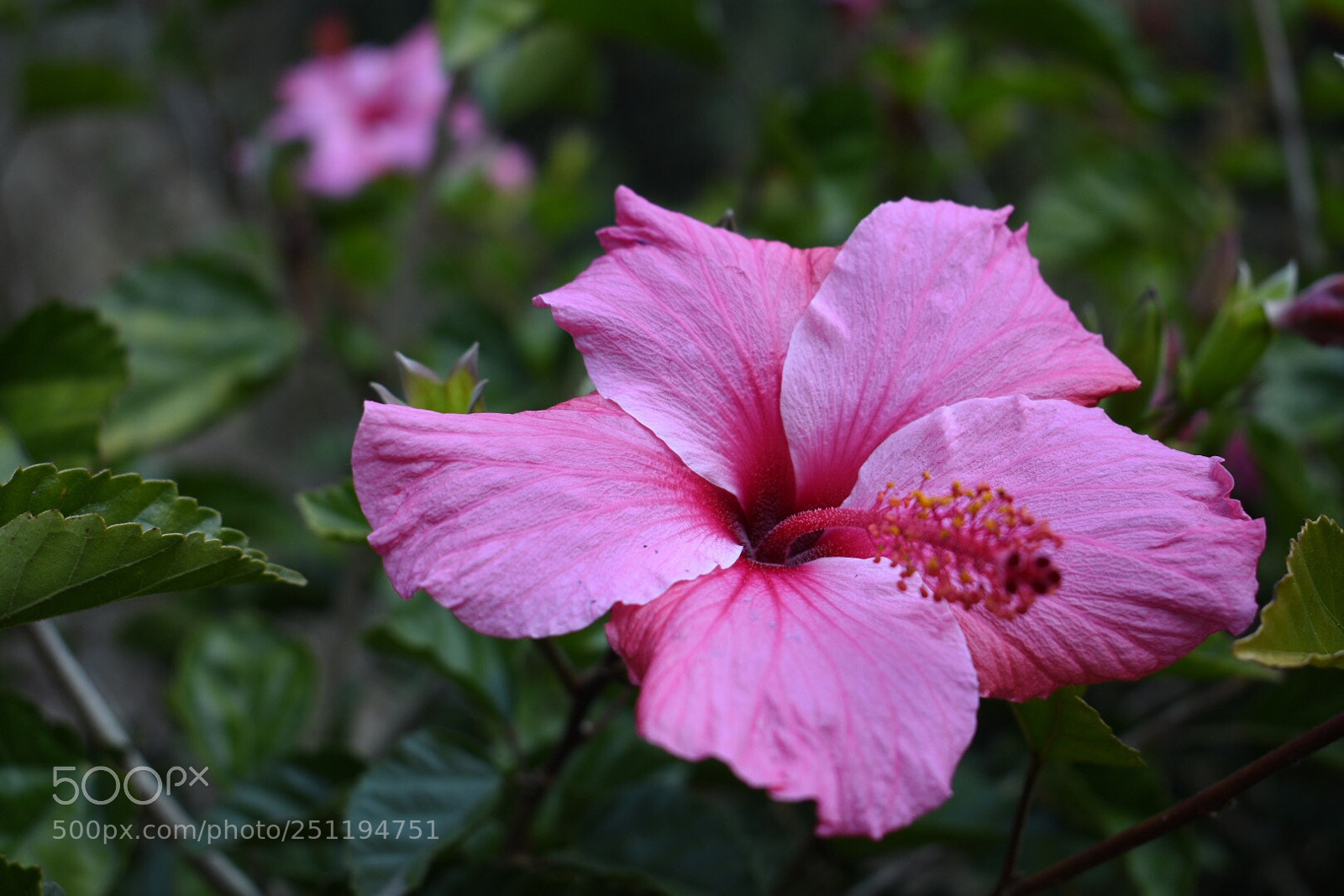 Nikon D5500 sample photo. Jardines de montahue. photography