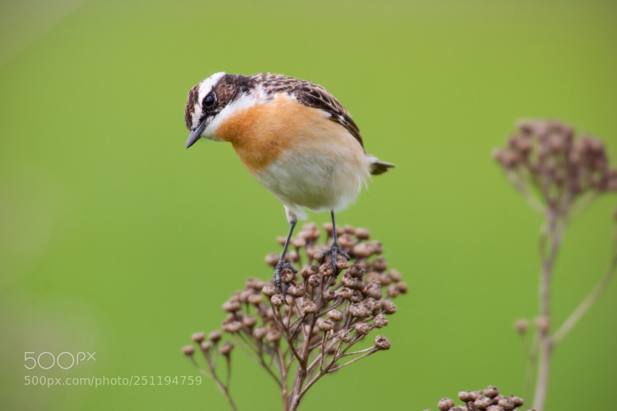 Canon EOS 10D sample photo. Saxicola rubetra, whinchat photography
