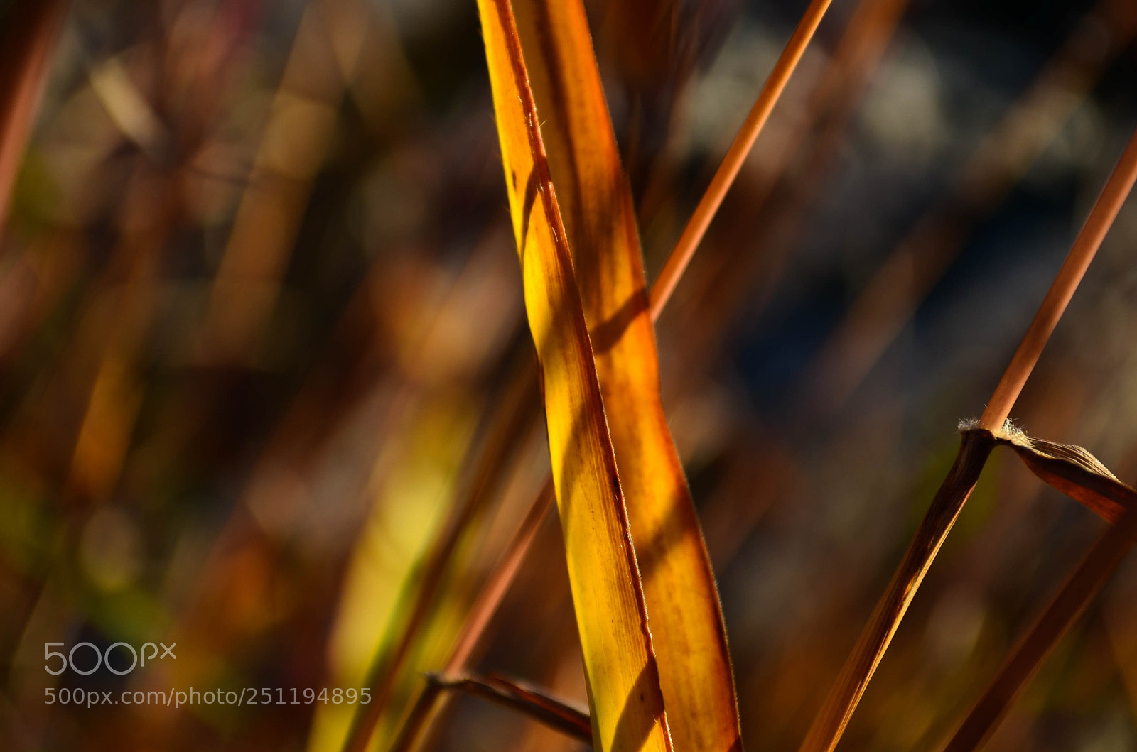 Nikon D5100 sample photo. Grass photography
