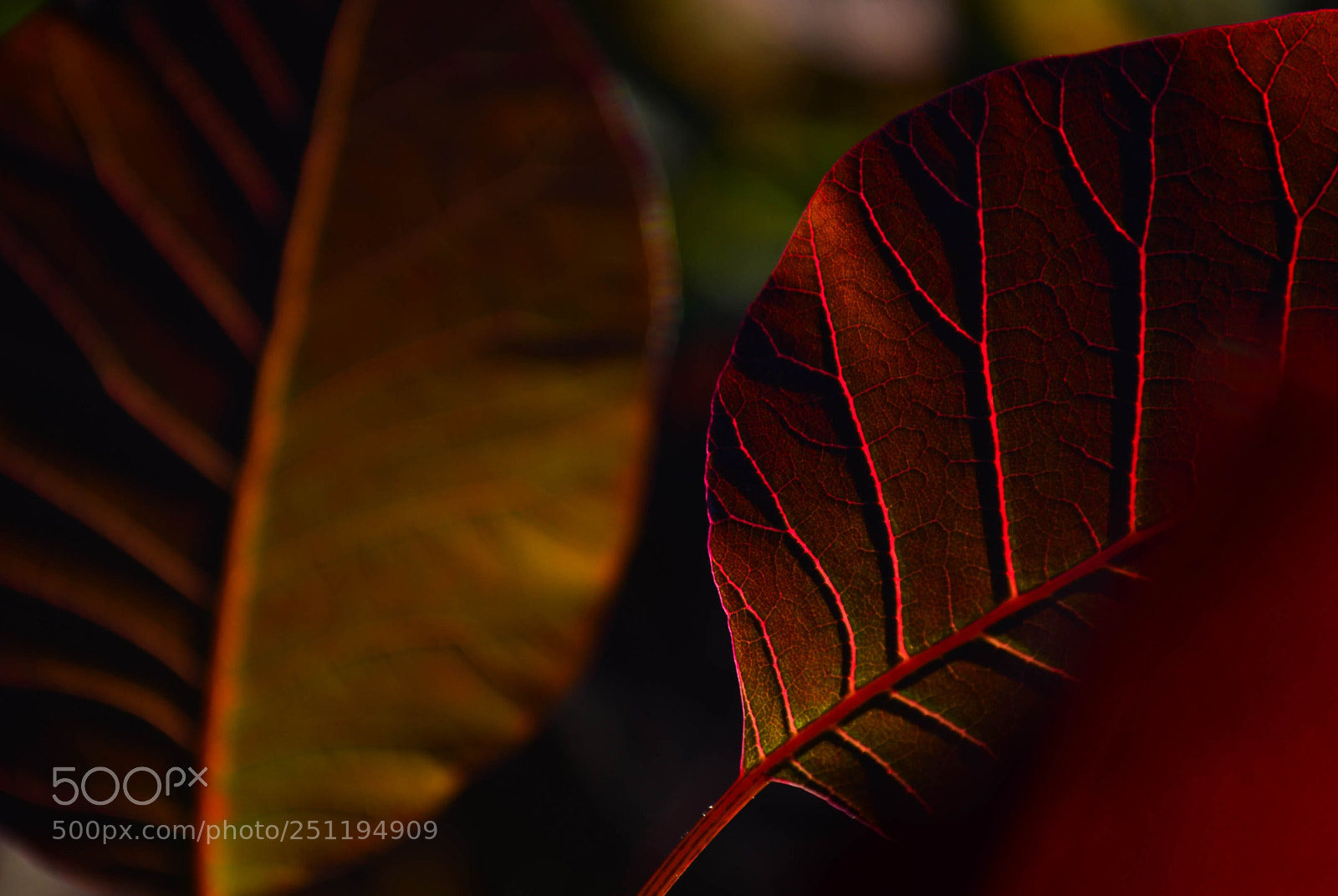 Nikon D5100 sample photo. Leaf on fire photography