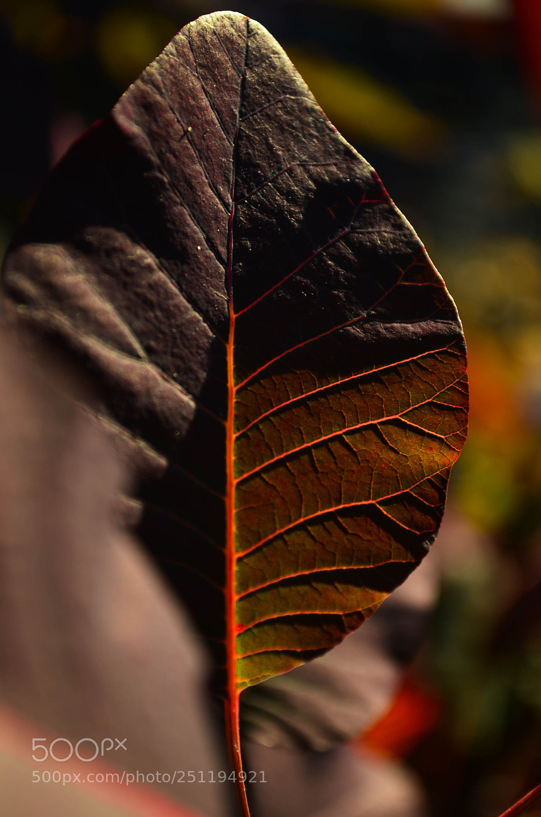 Nikon D5100 sample photo. Leaf on fire ii photography