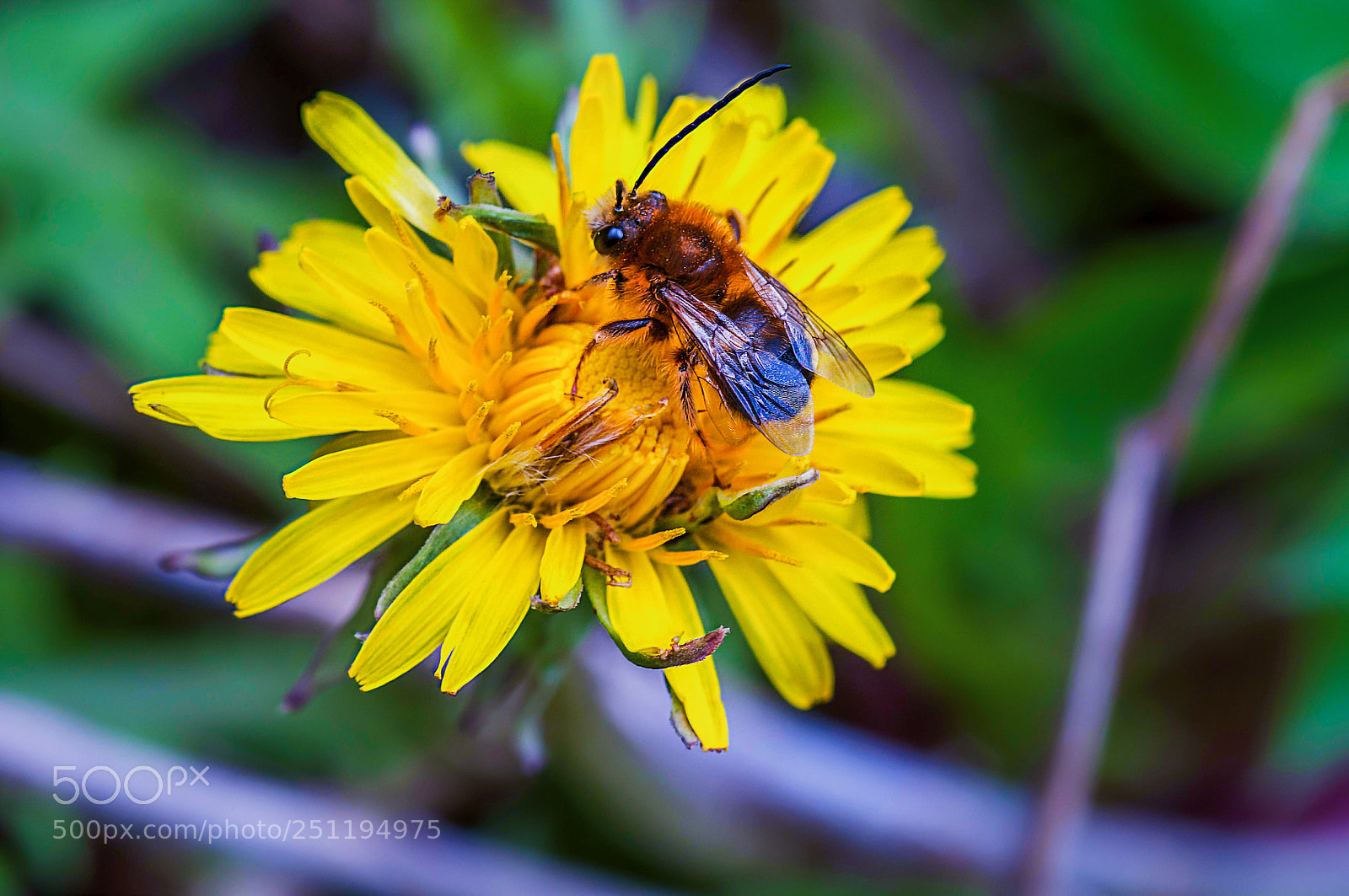 Nikon D90 sample photo. Bee photography
