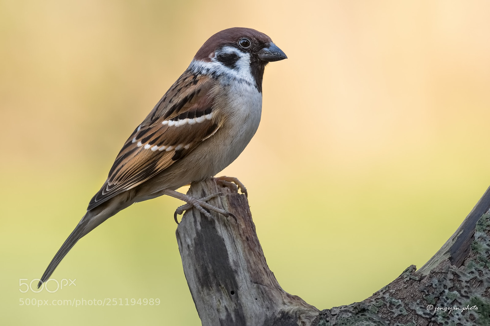 Pentax K-3 II sample photo. Tree sparrow photography