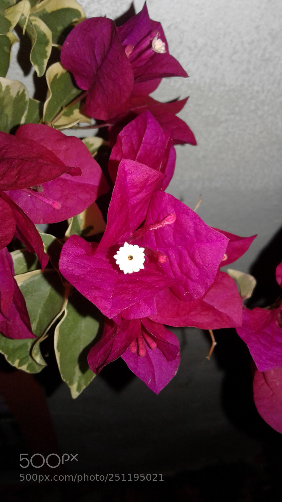 Samsung Galaxy J3(2016) sample photo. The pink flower photography