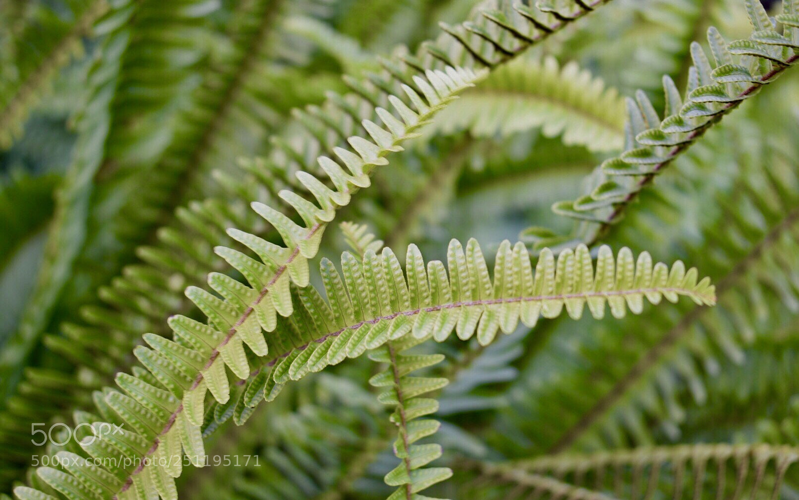 Nikon D5500 sample photo. Jardines de montahue. photography