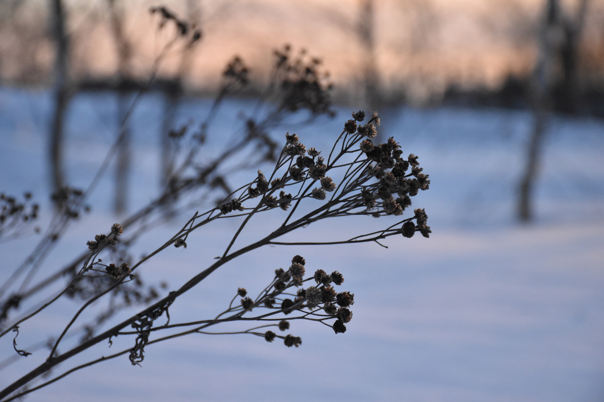 Nikon D5600 sample photo