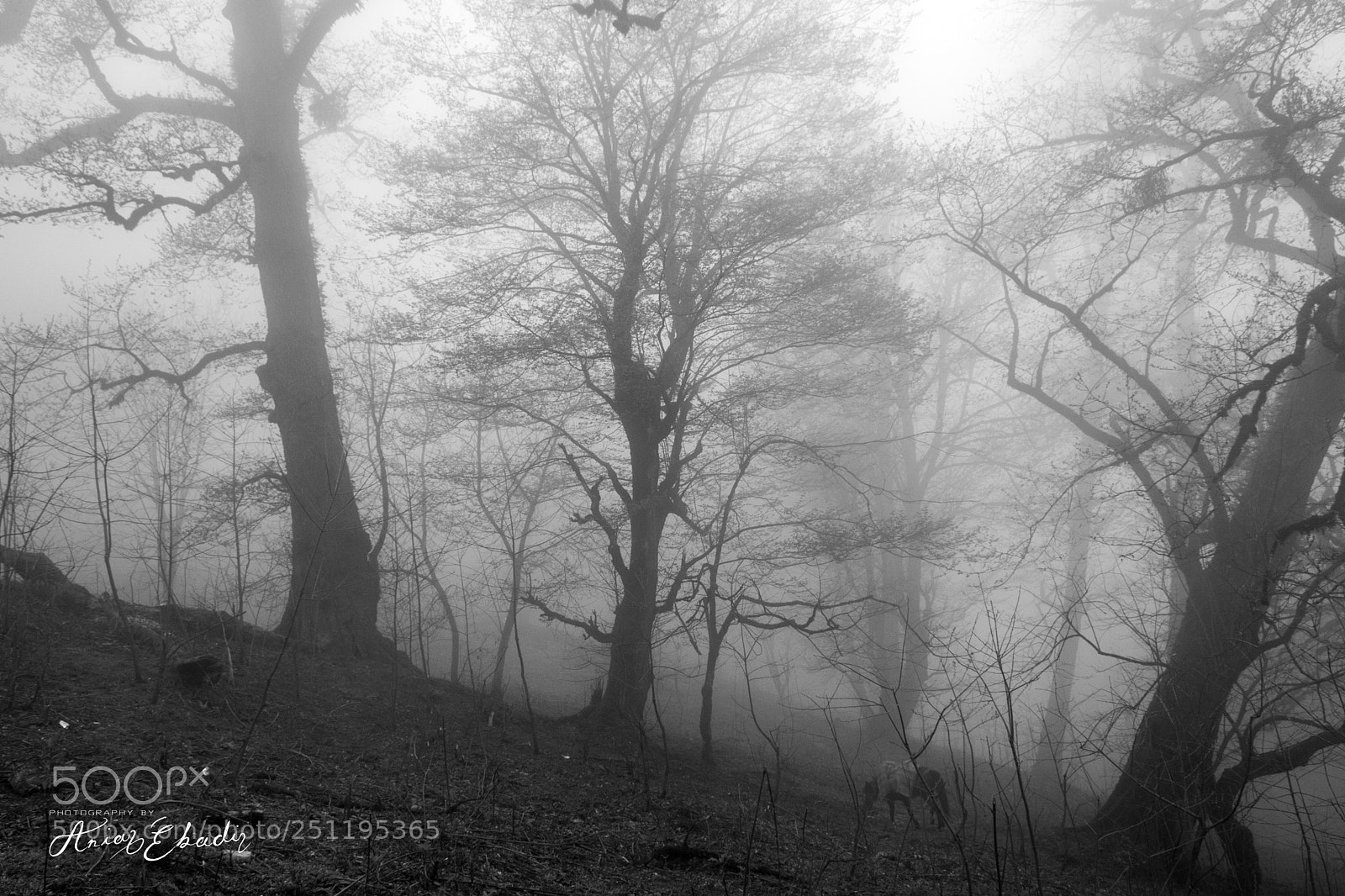 Nikon D5300 sample photo. Through the mist photography