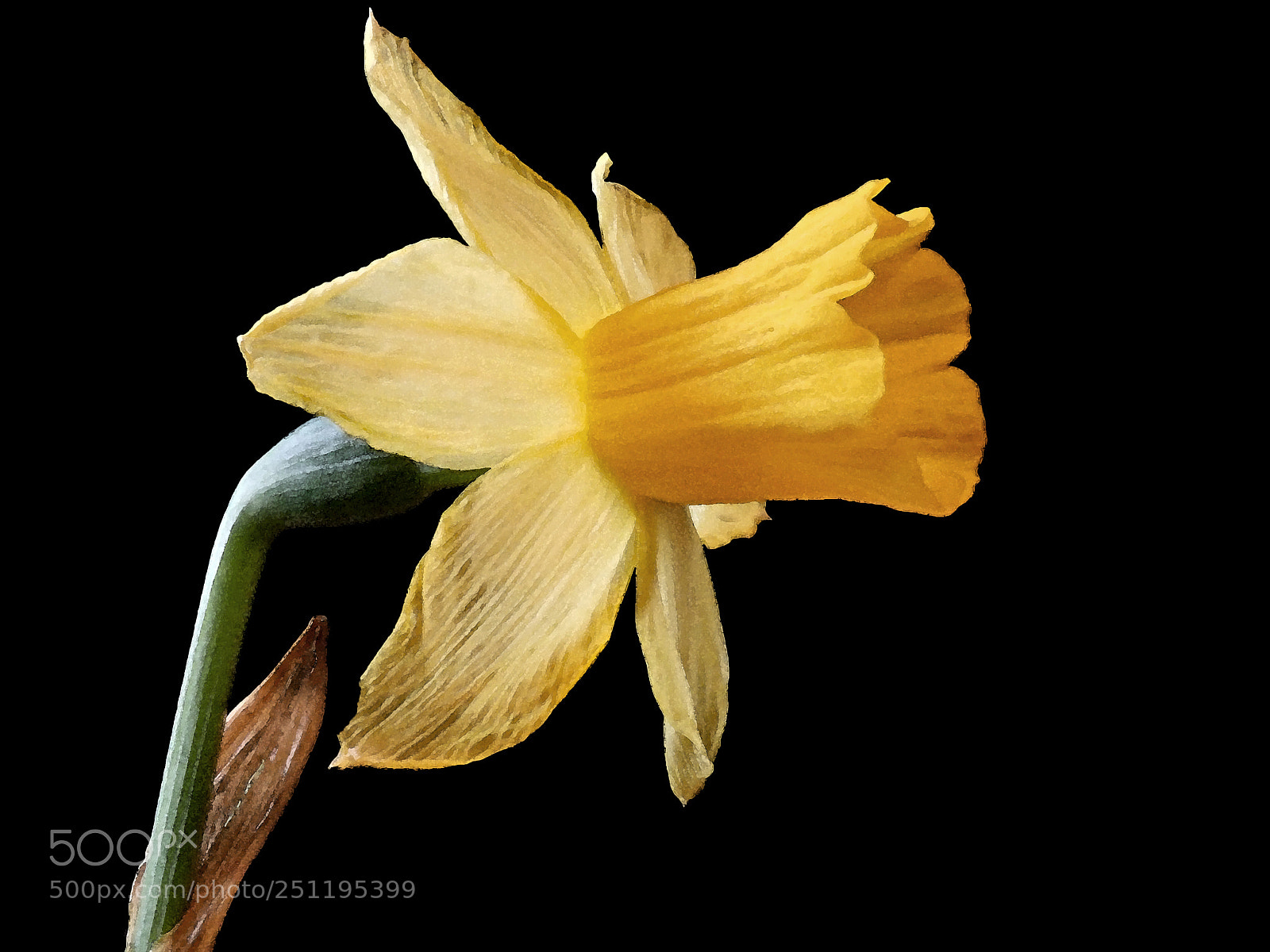 Olympus TG-5 sample photo. Fading daffodil photography