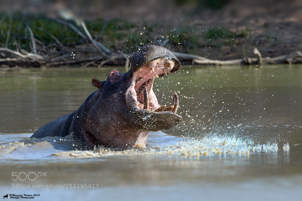 Nikon D5 sample photo. Ippopotamo hippopotamus amphibius photography