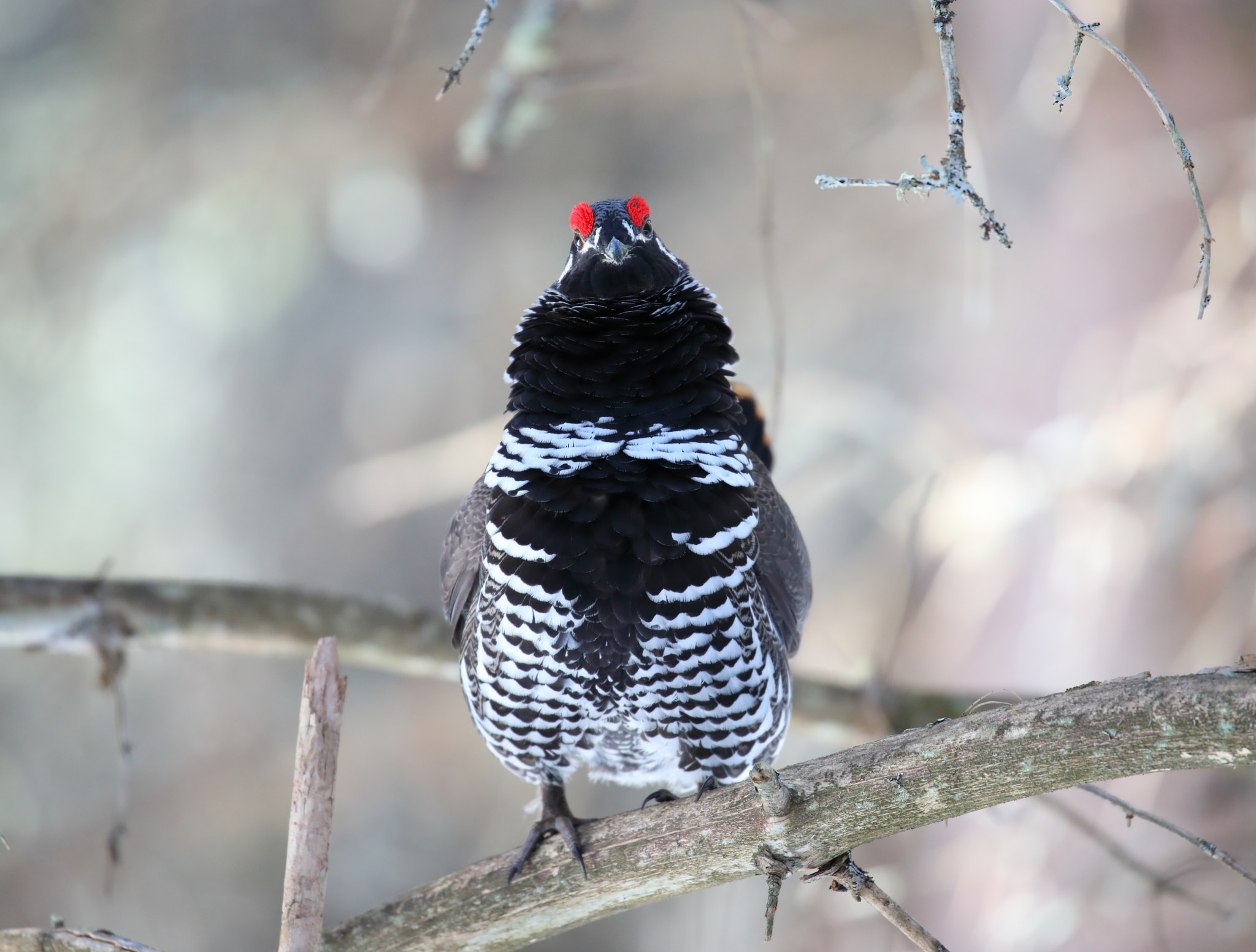 Canon EOS 5D Mark IV sample photo. Spruce grouse stare down photography