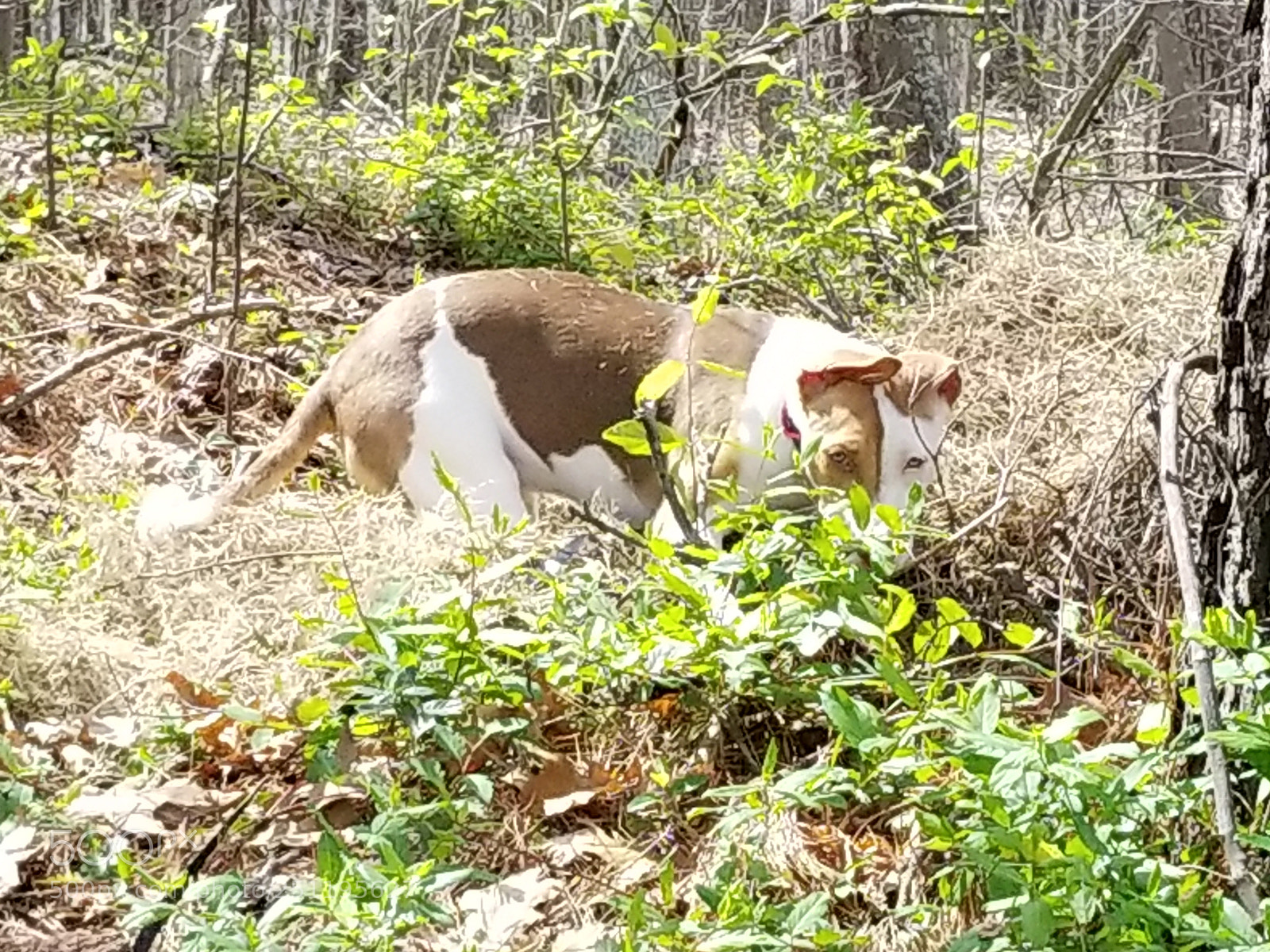 Samsung Galaxy S8 sample photo. Frolic photography