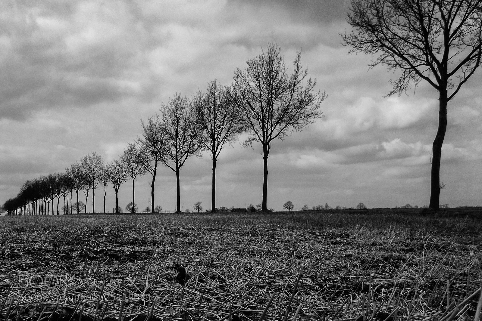 Olympus TG-5 sample photo. Trees of march photography