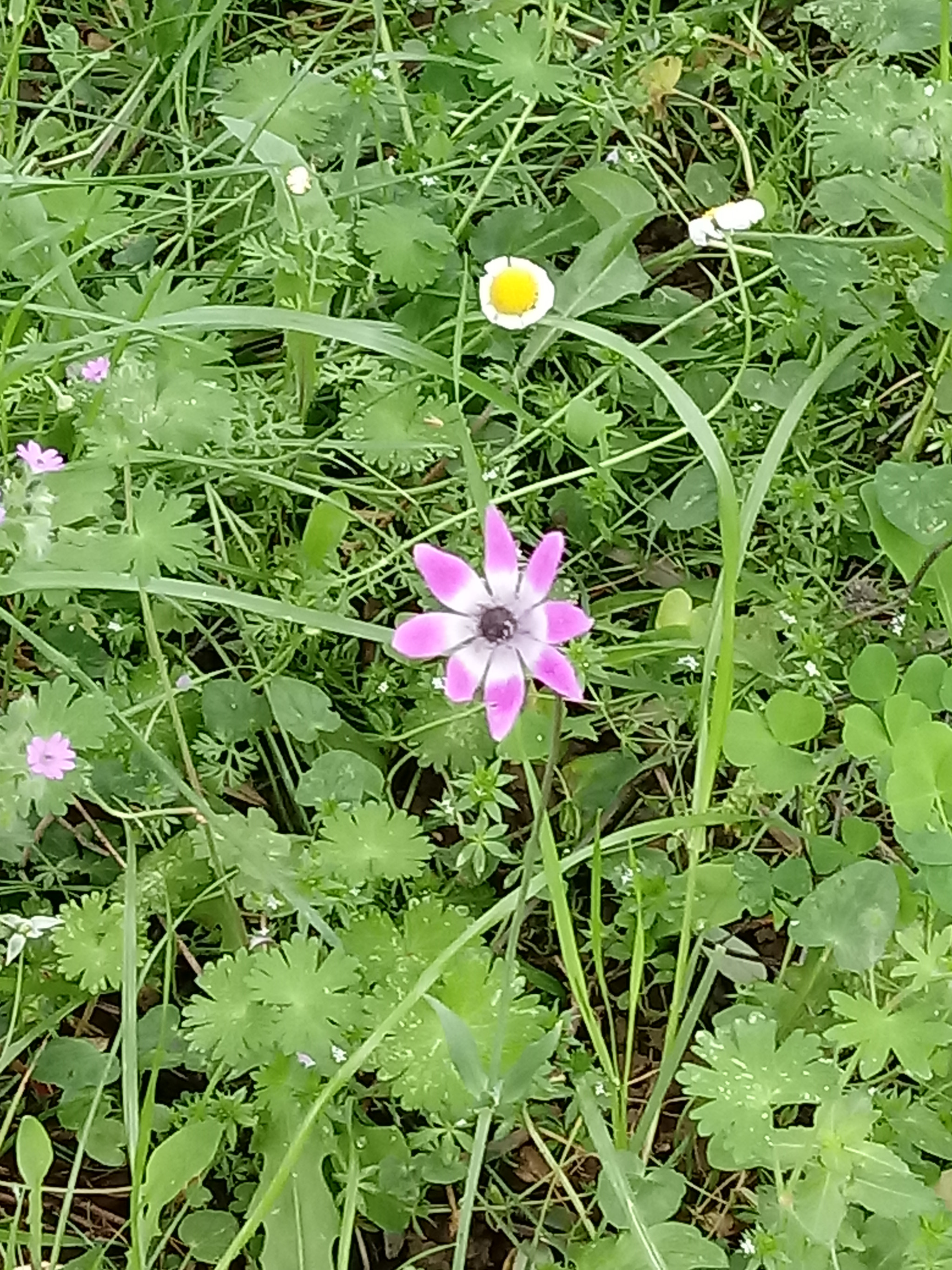 LG K10 (2017) sample photo. Untitled photography