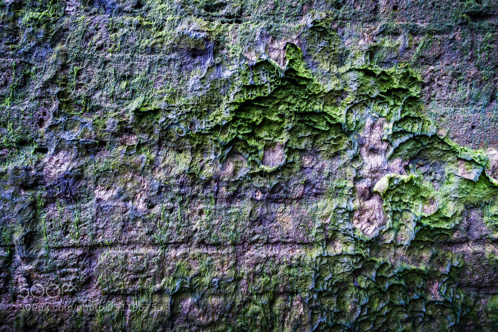 Fujifilm X-Pro2 sample photo. Seaweed wall photography