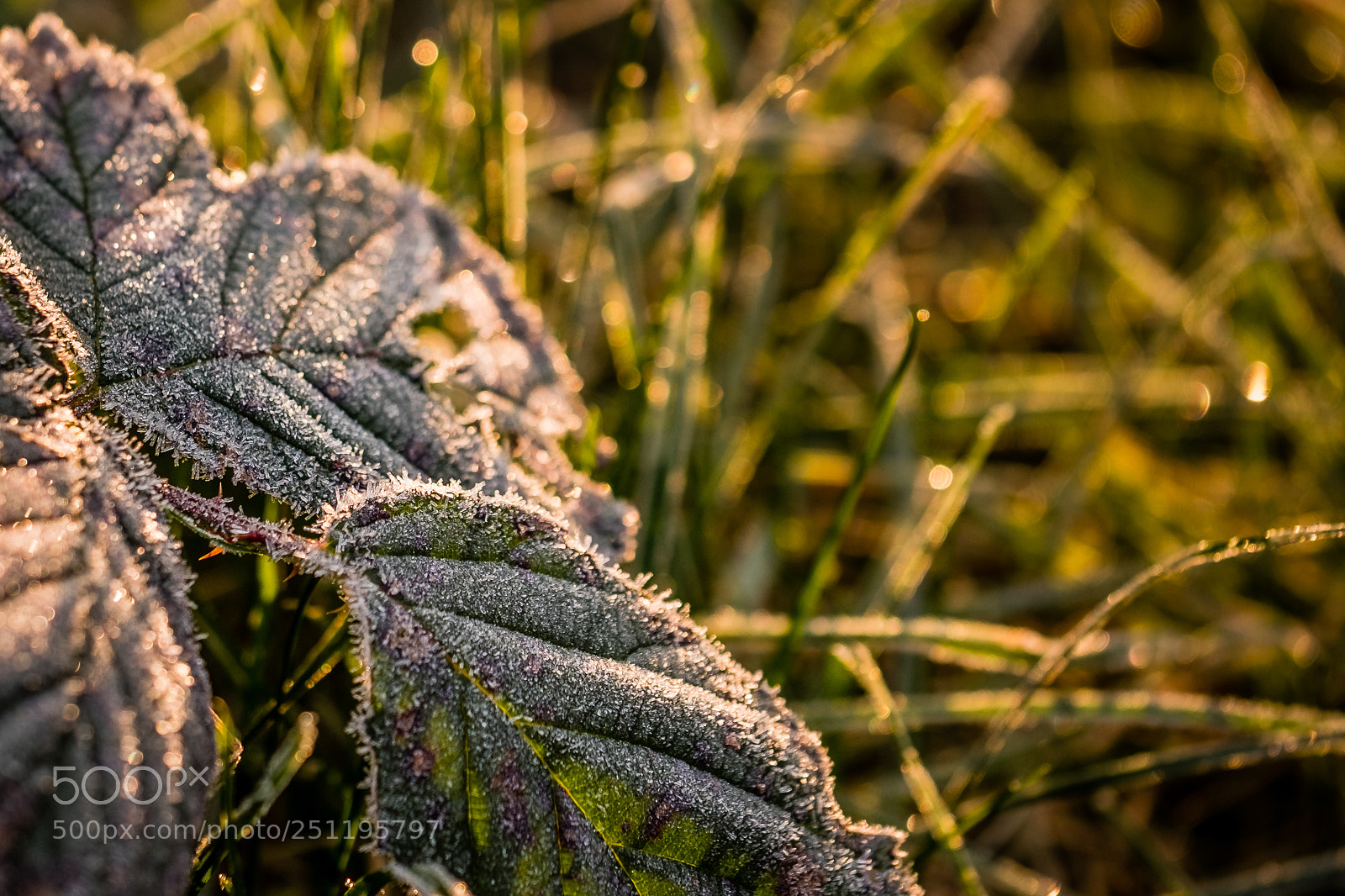 Fujifilm X-Pro2 sample photo. Frosty leaf photography