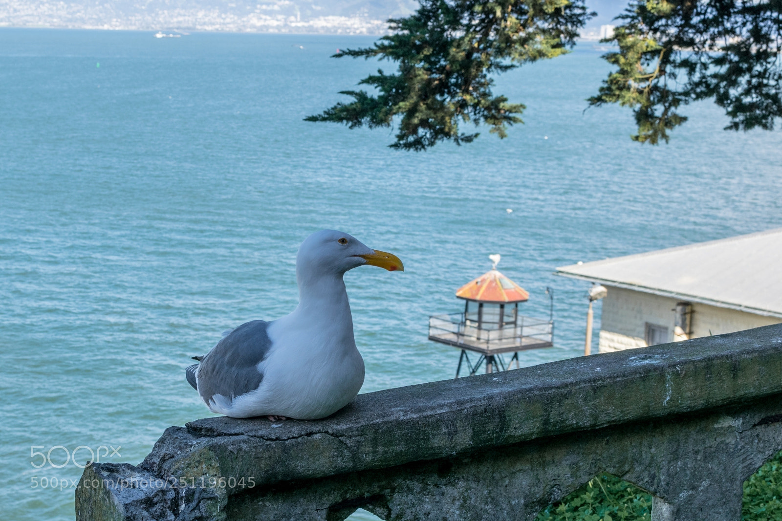 Nikon D5300 sample photo. Seagull visiting alcatraz photography