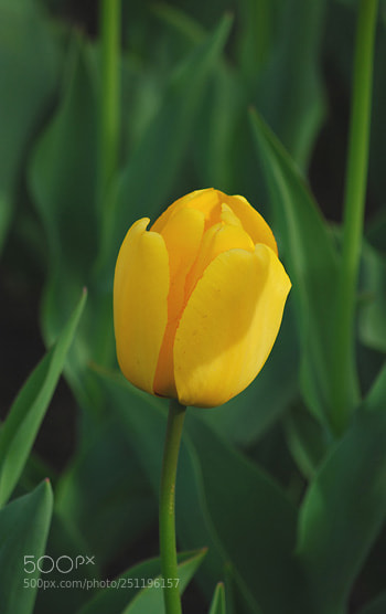 Nikon D60 sample photo. Td photography