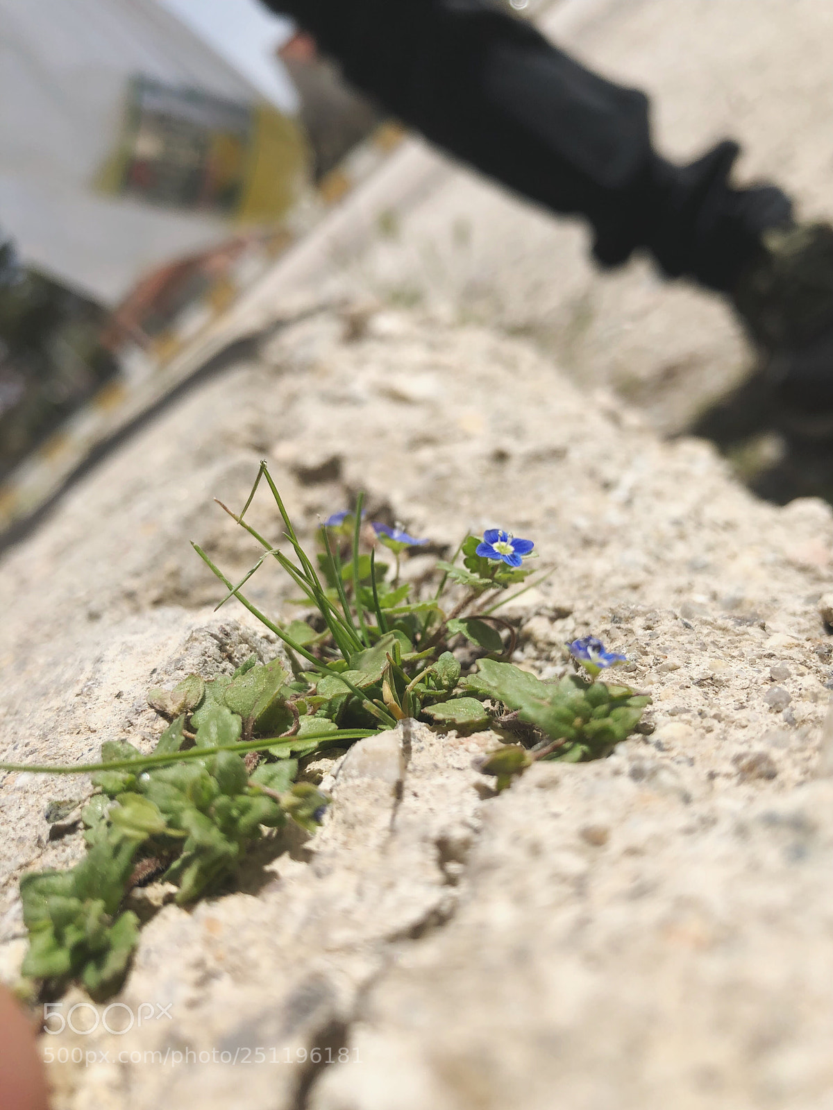 Apple iPhone 8 Plus sample photo. Untitled photography
