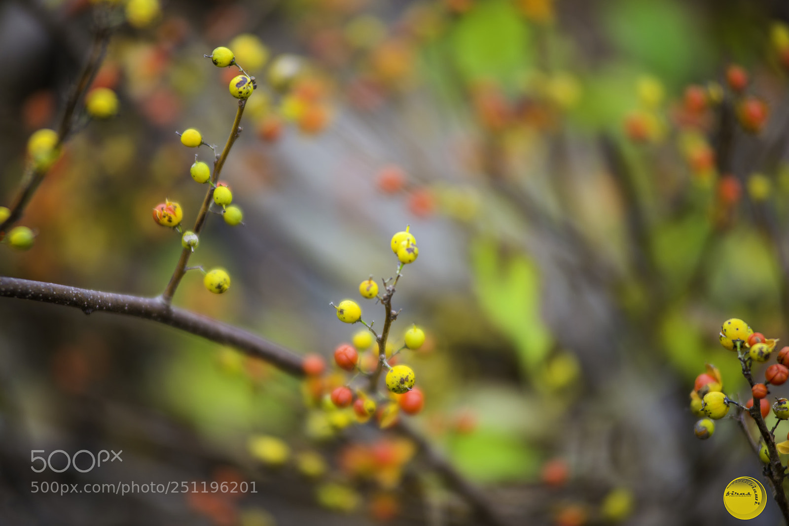 Nikon D610 sample photo. C photography