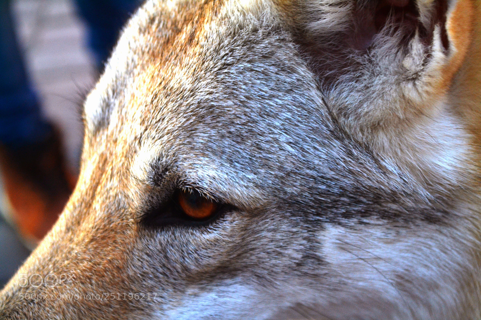 Nikon D3100 sample photo. What you look at? photography