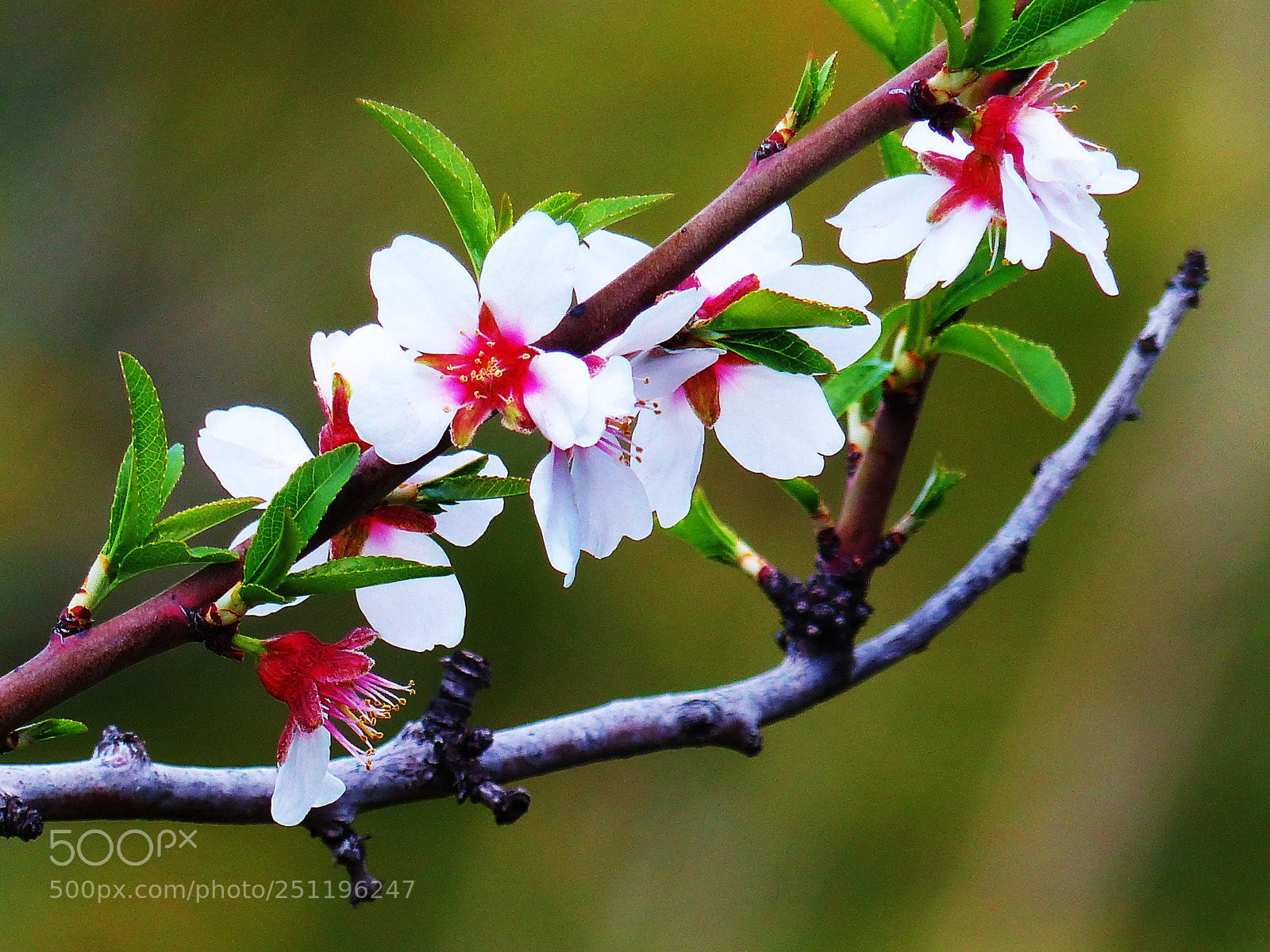 Panasonic Lumix DMC-FZ200 sample photo. Spring is here! photography