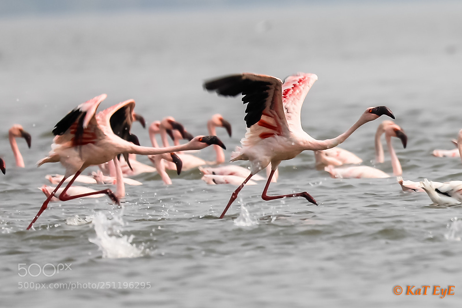 Canon EOS 5D Mark IV sample photo. Running on water photography
