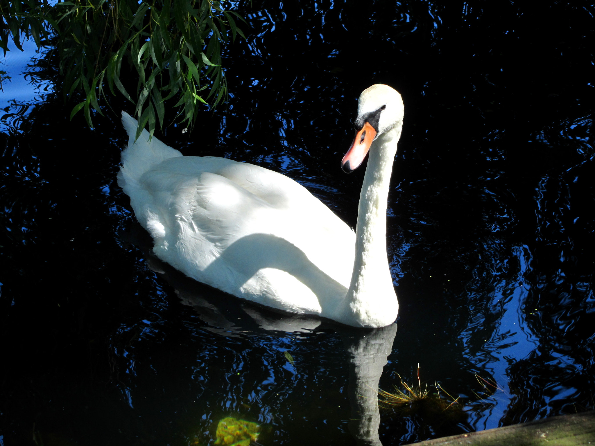 Canon PowerShot SX210 IS sample photo. Swan on a park lake at chelmsford, essex photography