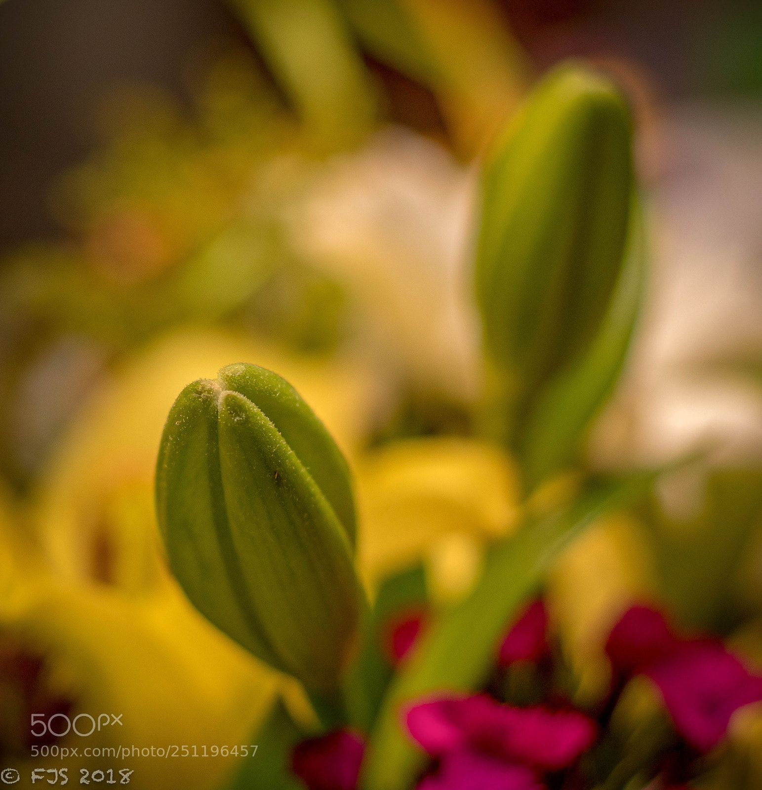 Canon EOS 7D Mark II sample photo. Lily bud photography