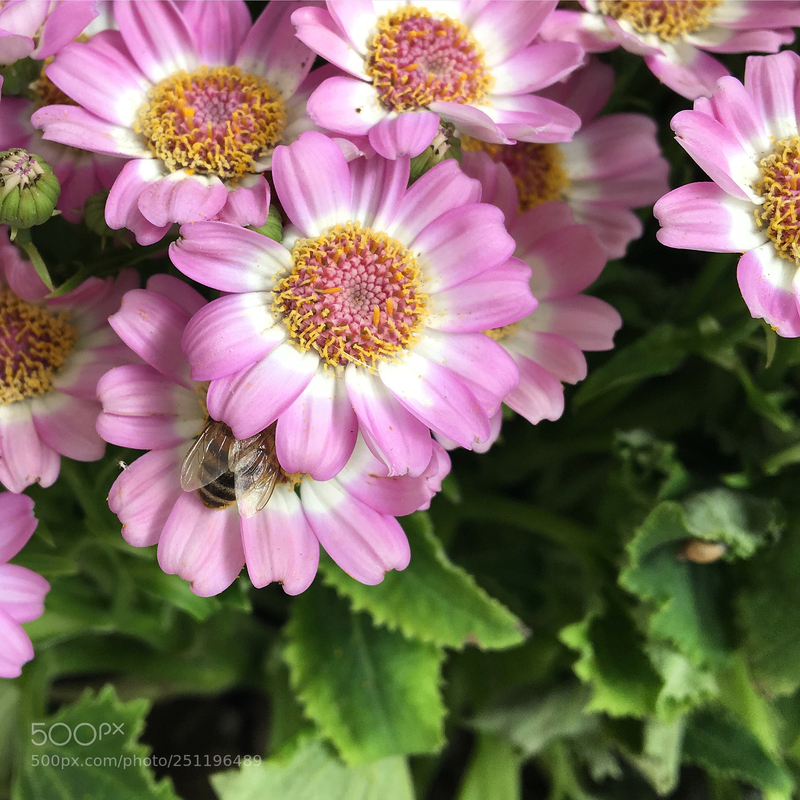 Apple iPhone 6s sample photo. Happy bee photography