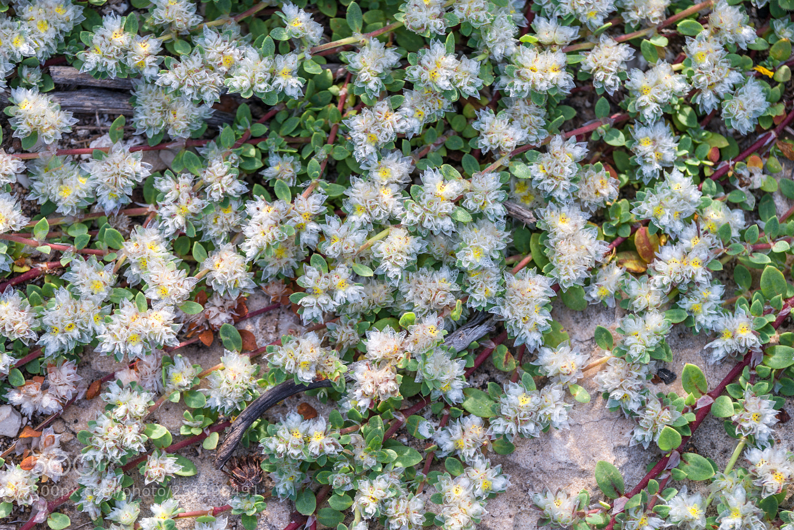Nikon D800E sample photo. An overgrown field plant photography