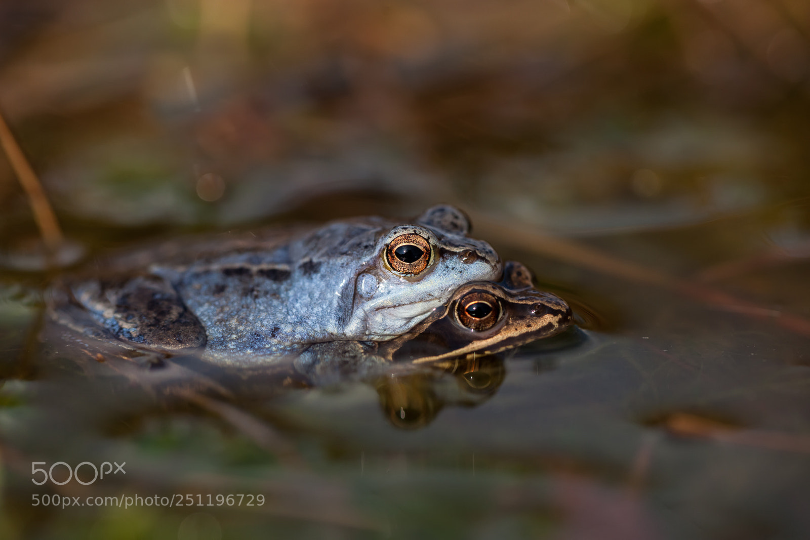 Canon EOS 5D Mark II sample photo. Moorfrogs iii photography