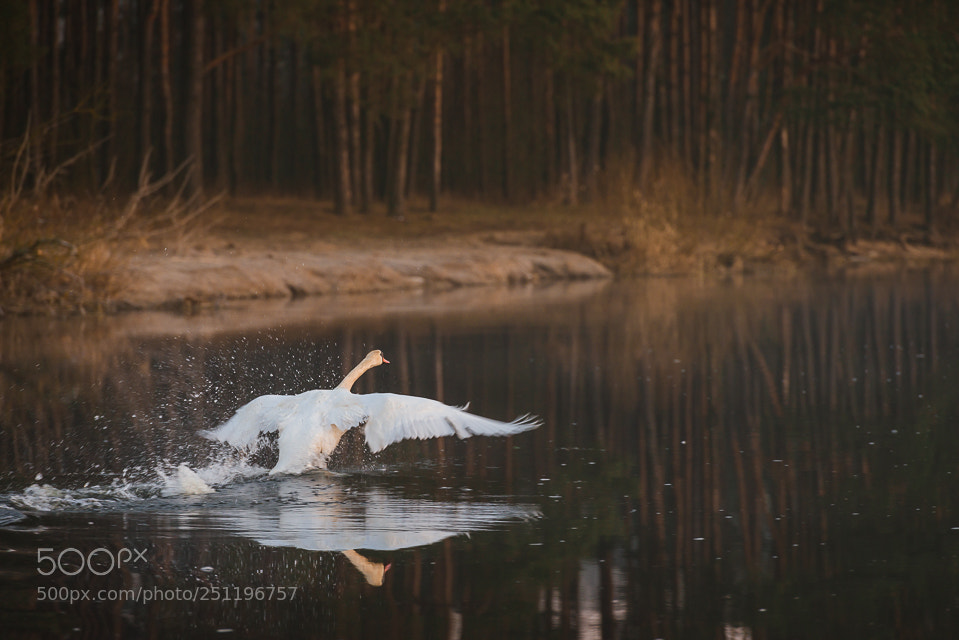 Nikon D800E sample photo. Swan photography