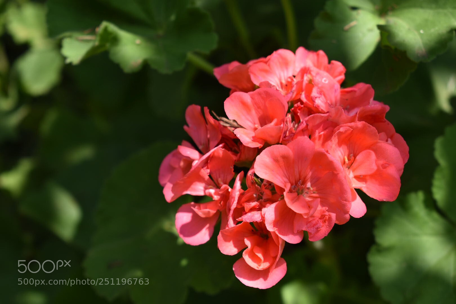 Nikon D5500 sample photo. Untitled photography