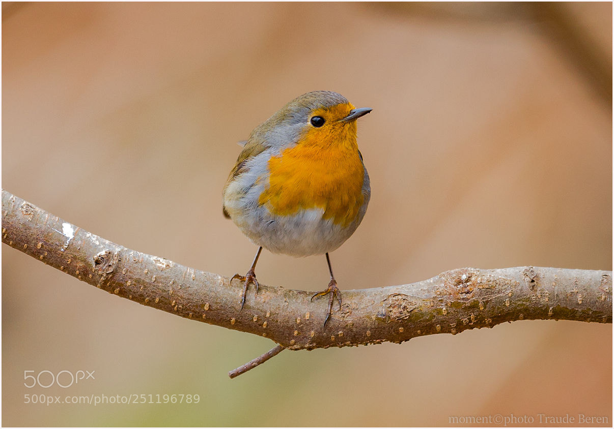 Canon EOS 5D Mark IV sample photo. Rotkehlchen photography
