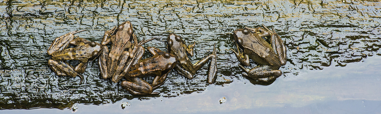 Nikon D800 sample photo. Top view on five photography
