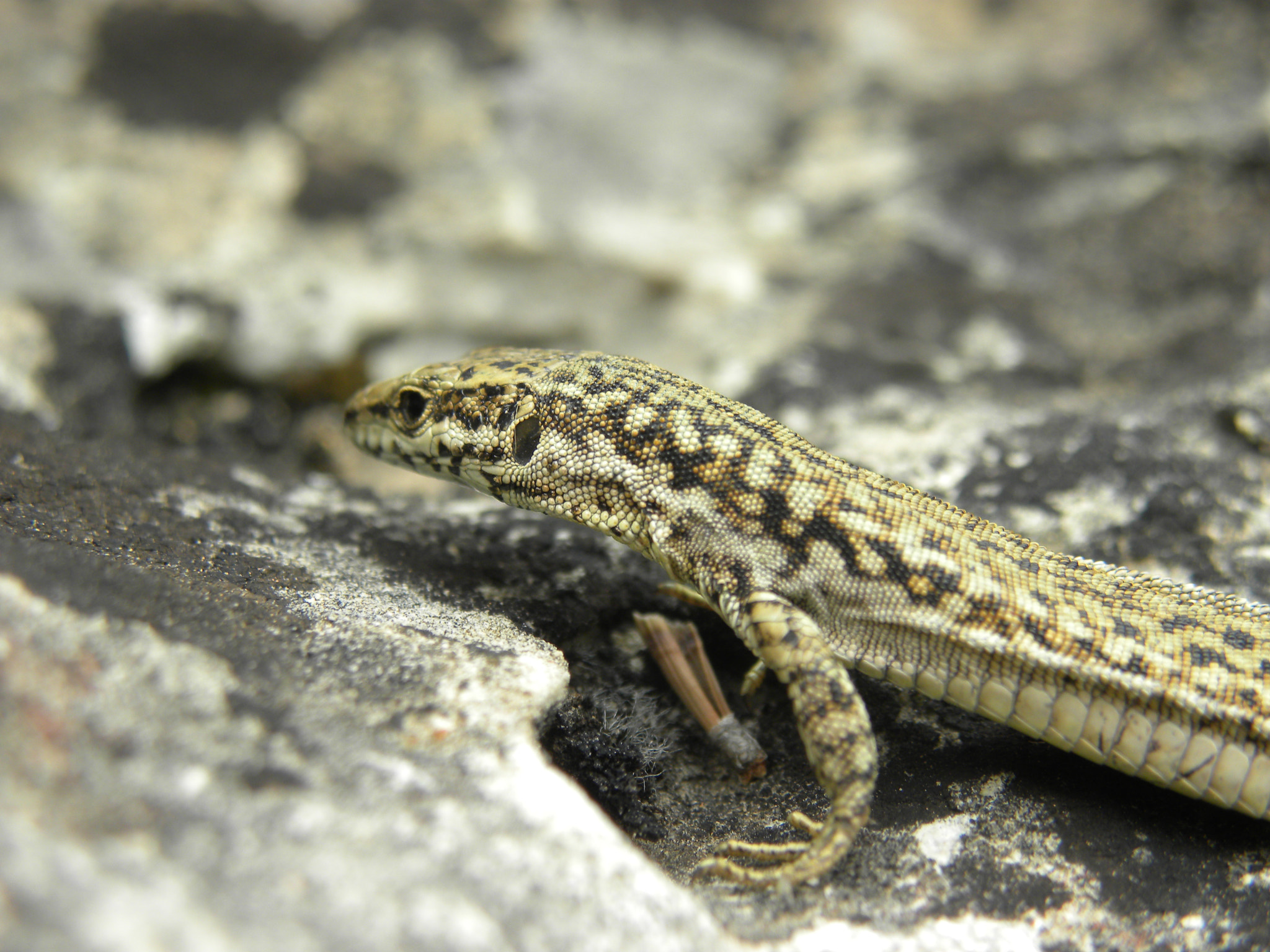 Nikon Coolpix P90 sample photo. Lizard photography