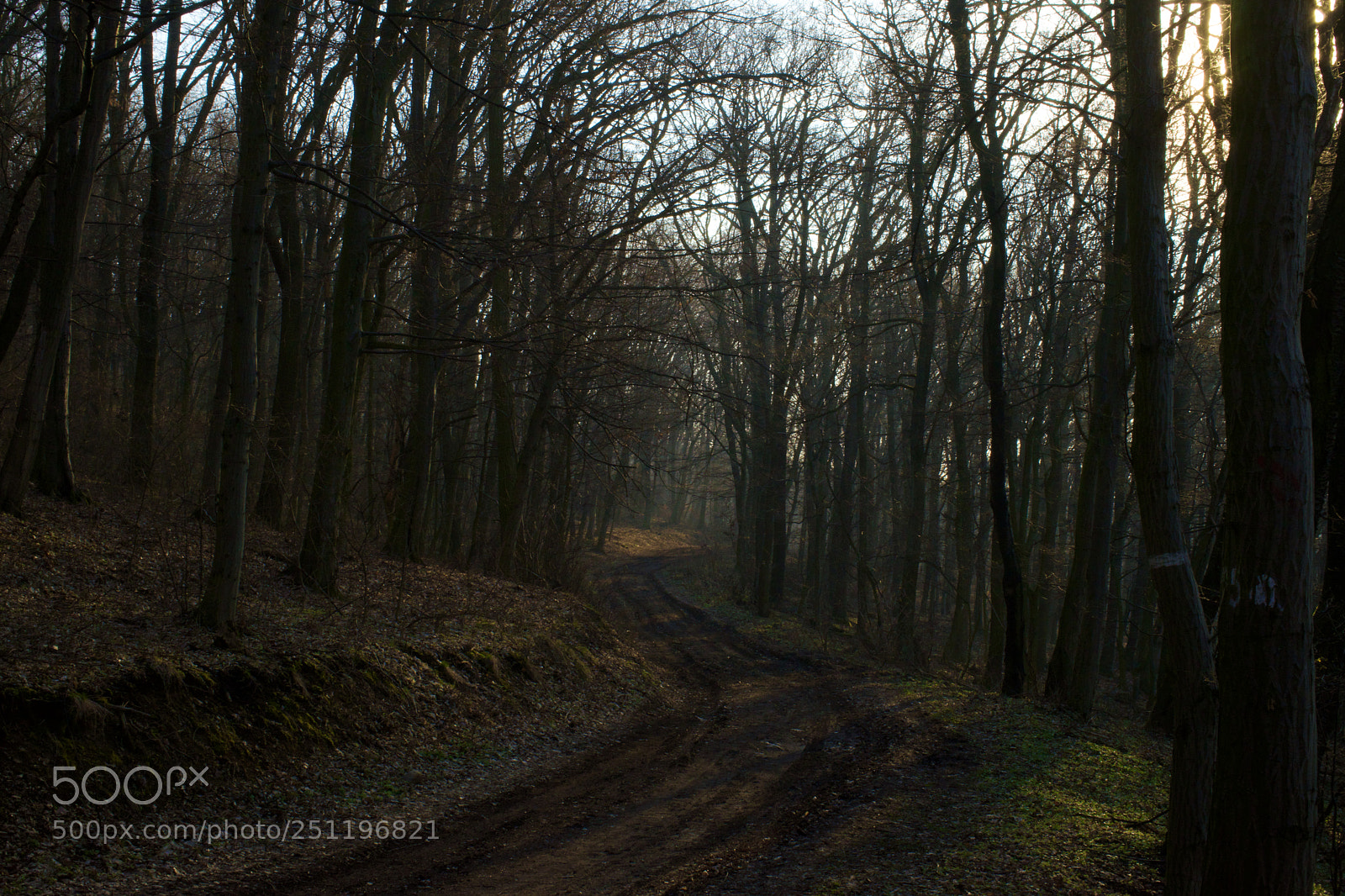 Sony a7 sample photo. Morning into dark forest photography
