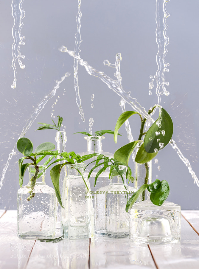 Nikon D3 sample photo. Green leaves in glass photography