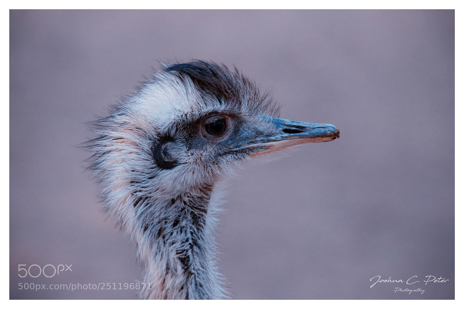 Canon EOS 6D Mark II sample photo. Headshot of an ostrich photography