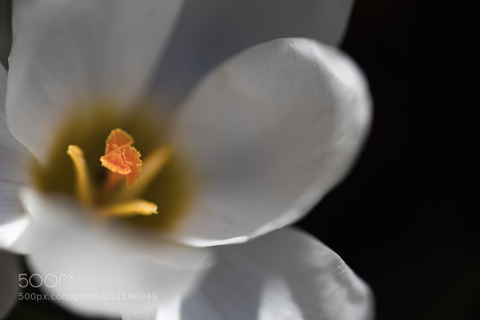 Pentax K-1 sample photo. Open photography