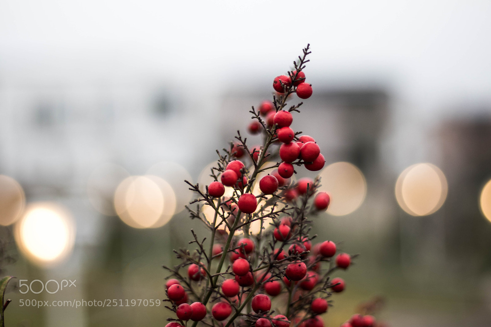 Canon EOS 77D (EOS 9000D / EOS 770D) sample photo. Bokeh photography