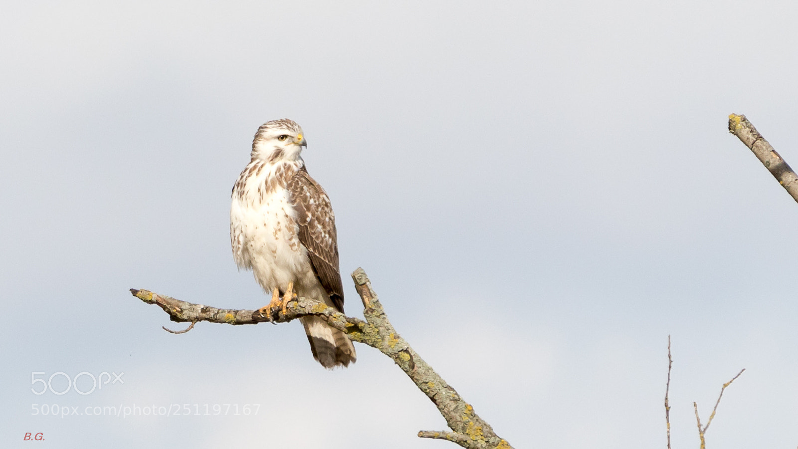 Canon EOS 80D sample photo. Buizerd photography