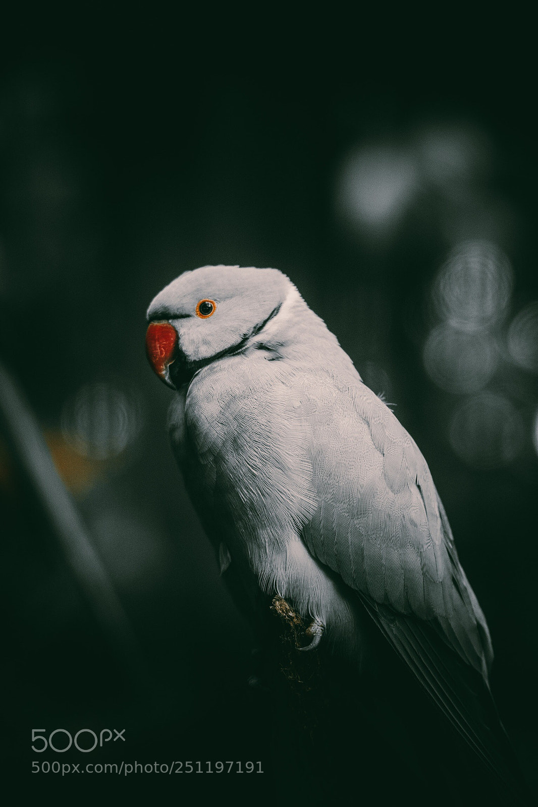 Sony a6300 sample photo. Fascinating bird  photography