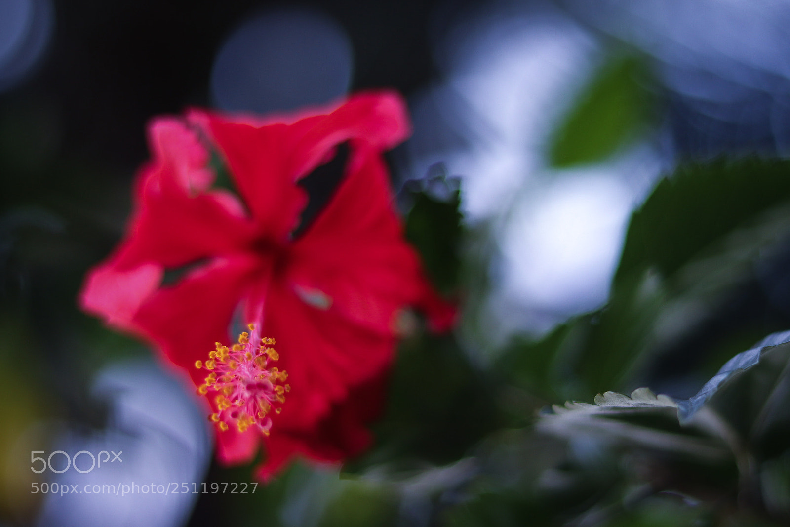 Canon EOS 200D (EOS Rebel SL2 / EOS Kiss X9) sample photo. Hibiscus flower ? photography