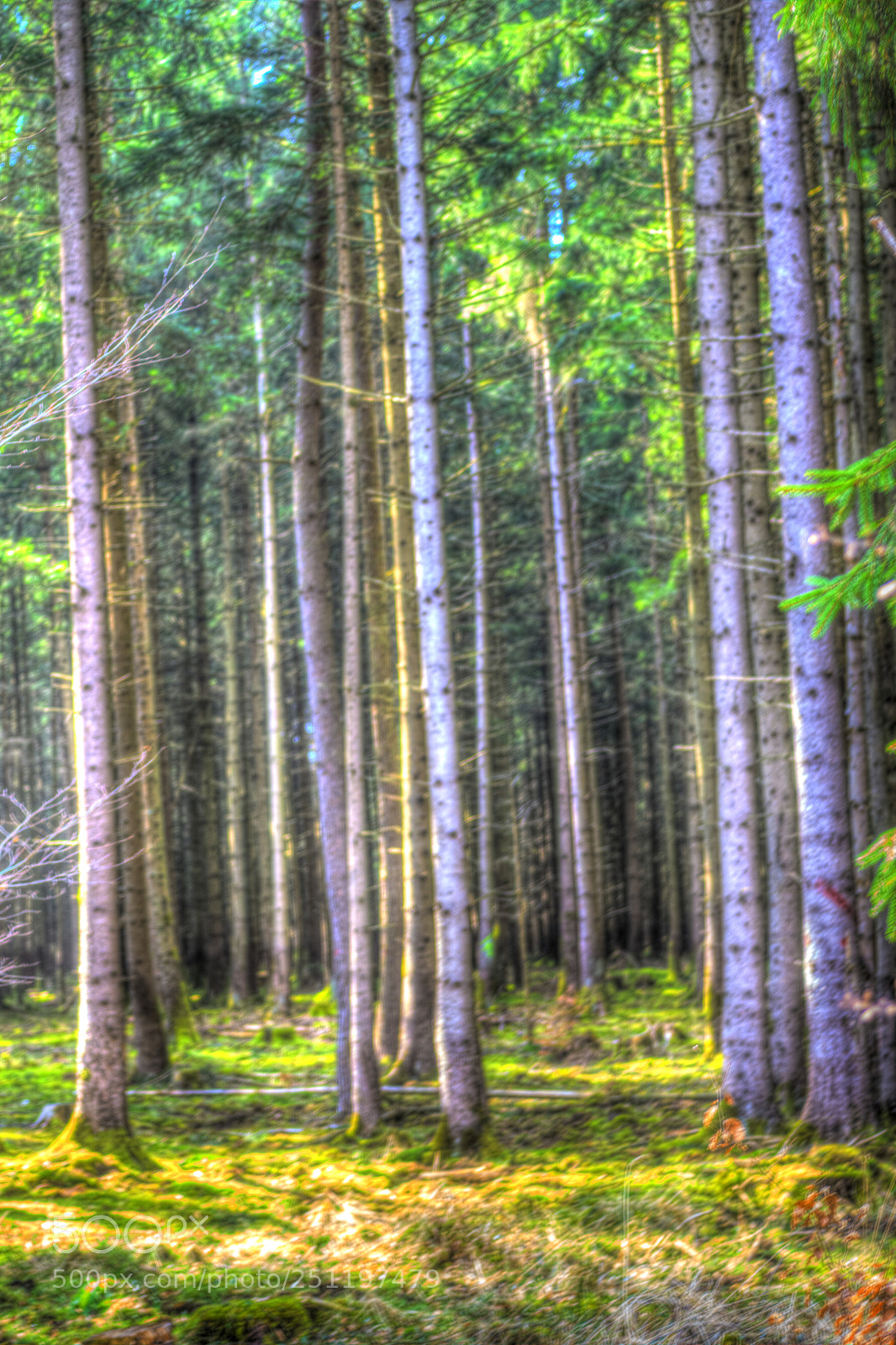 Sony a6000 sample photo. "grünwald" photography