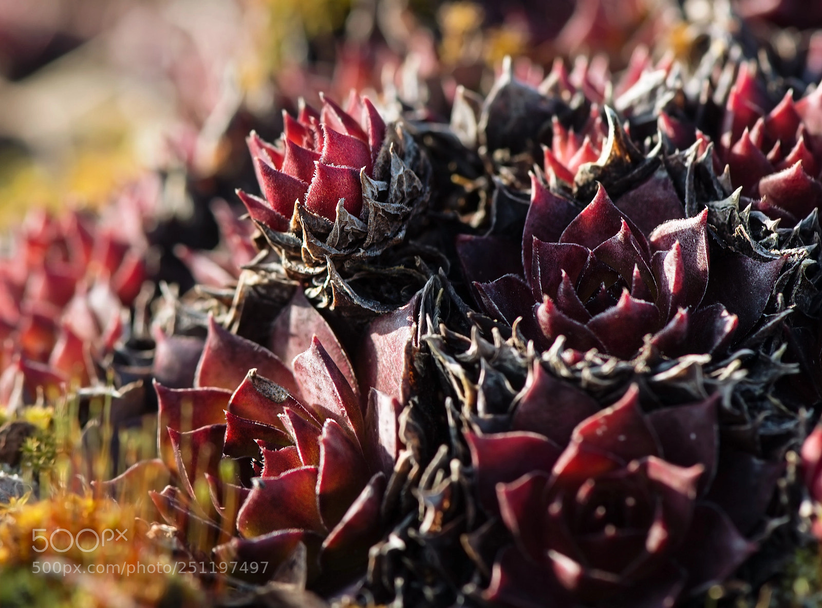 Nikon D800 sample photo. Hardened photography