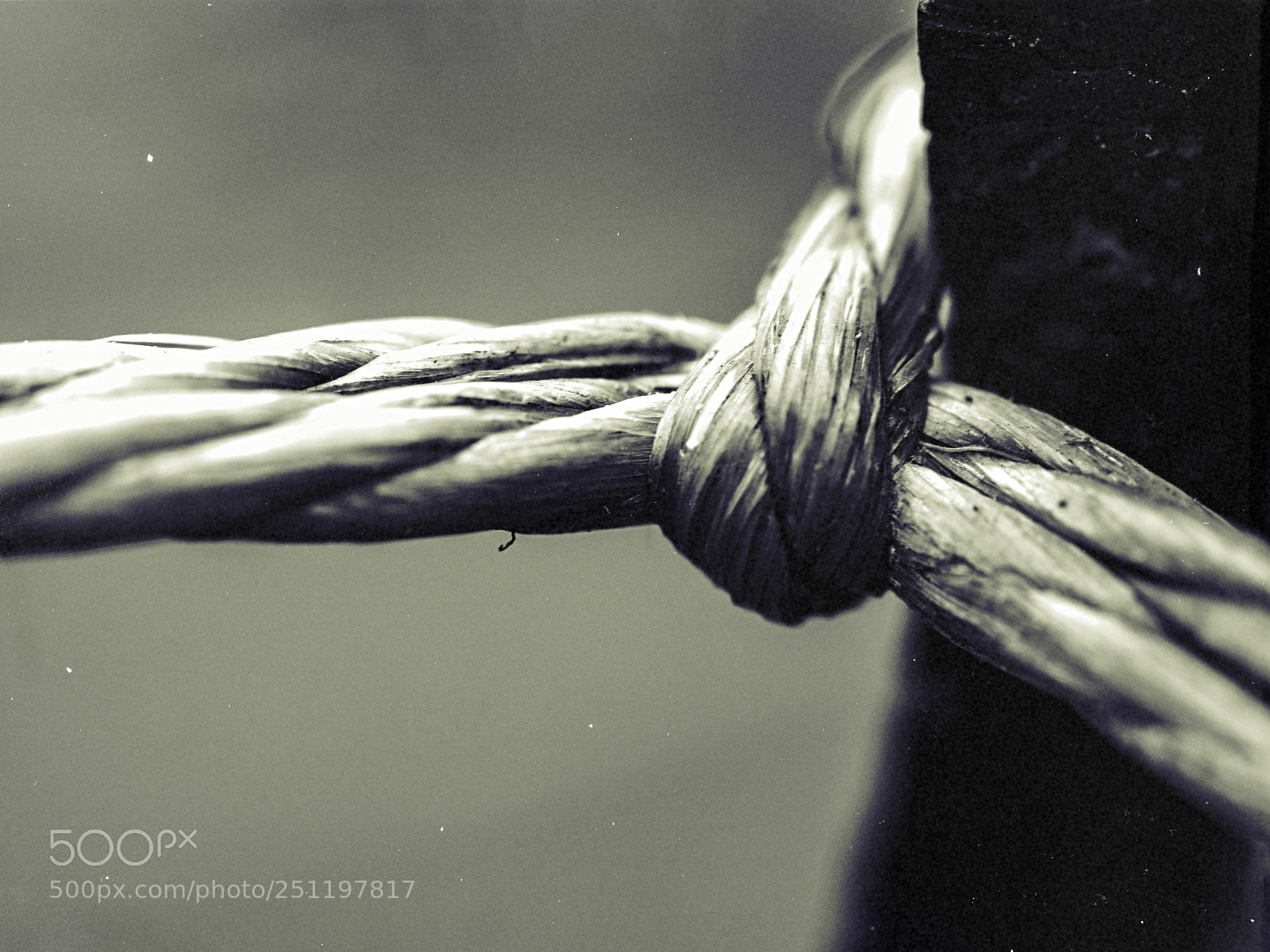 Olympus OM-D E-M5 II sample photo. The knot photography