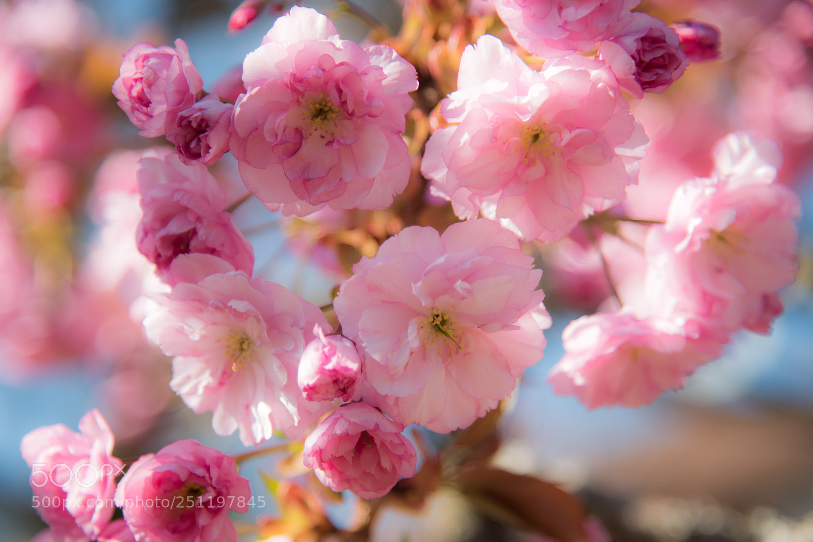 Nikon D810 sample photo. Frühjahr photography