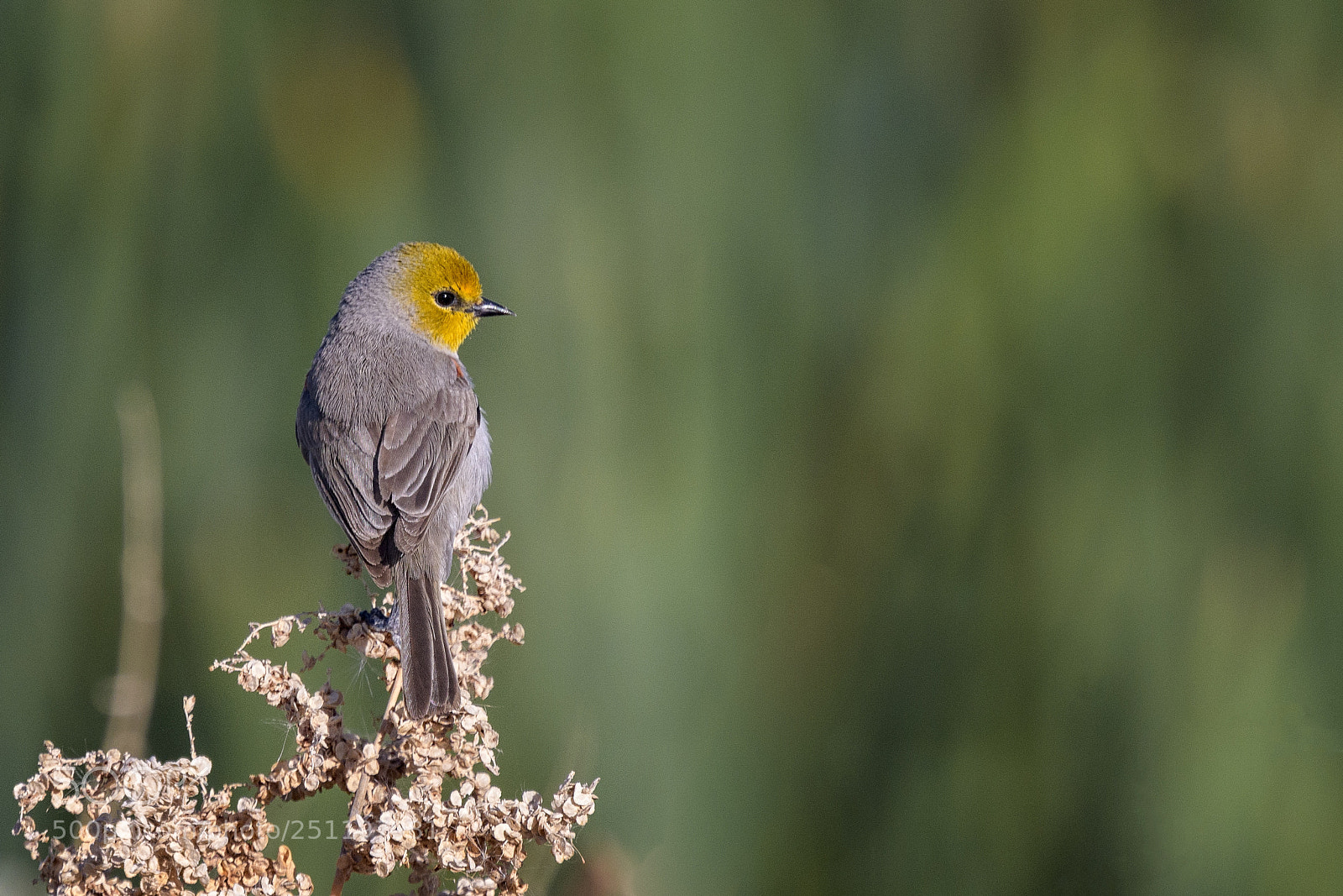 Nikon D500 sample photo. Verdin photography